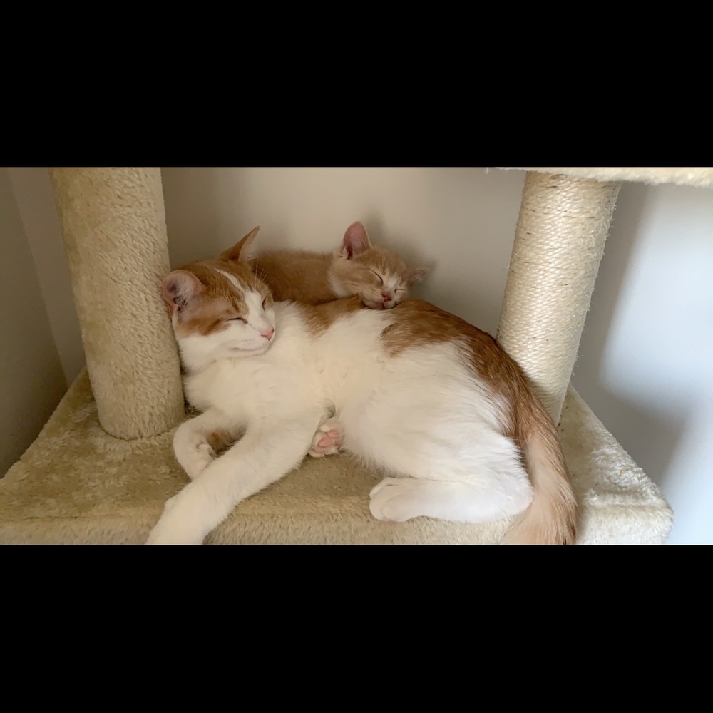 Meet your Posher, Hamidah